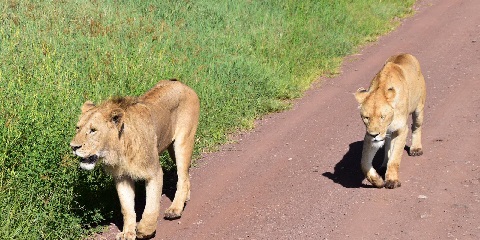 top and affordable tanzania safari tour